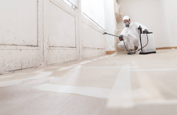 Black mold remediation team in Metuchen